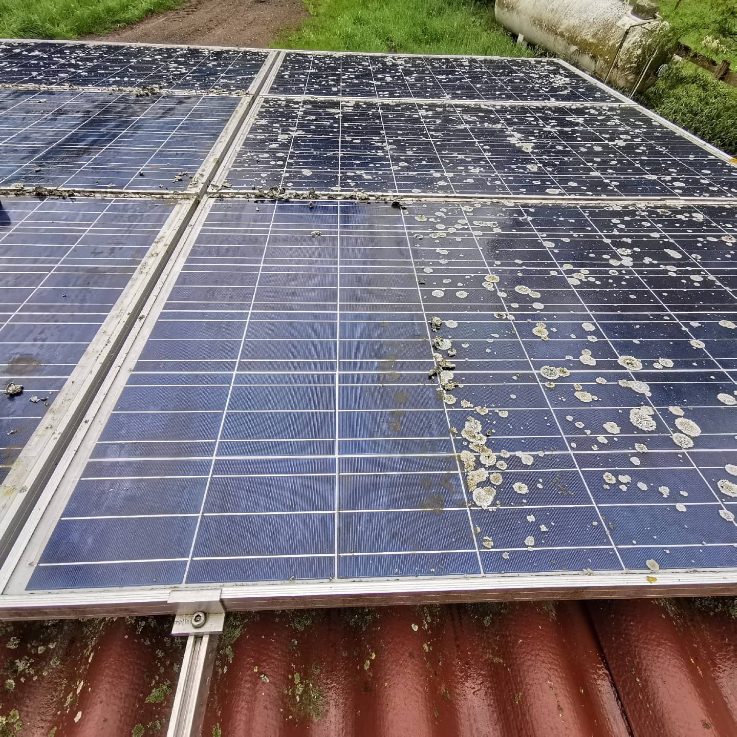 Das Problem mit Flechten