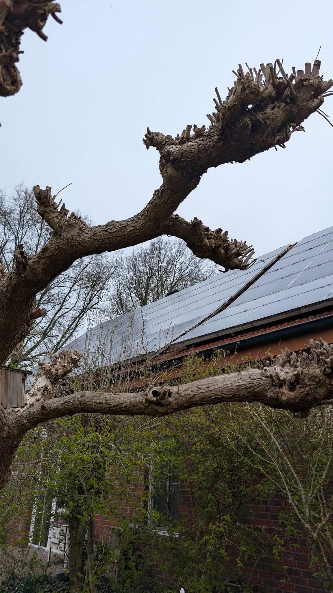 Moos von Solaranlage entfernen – Rheine & Münsterland
