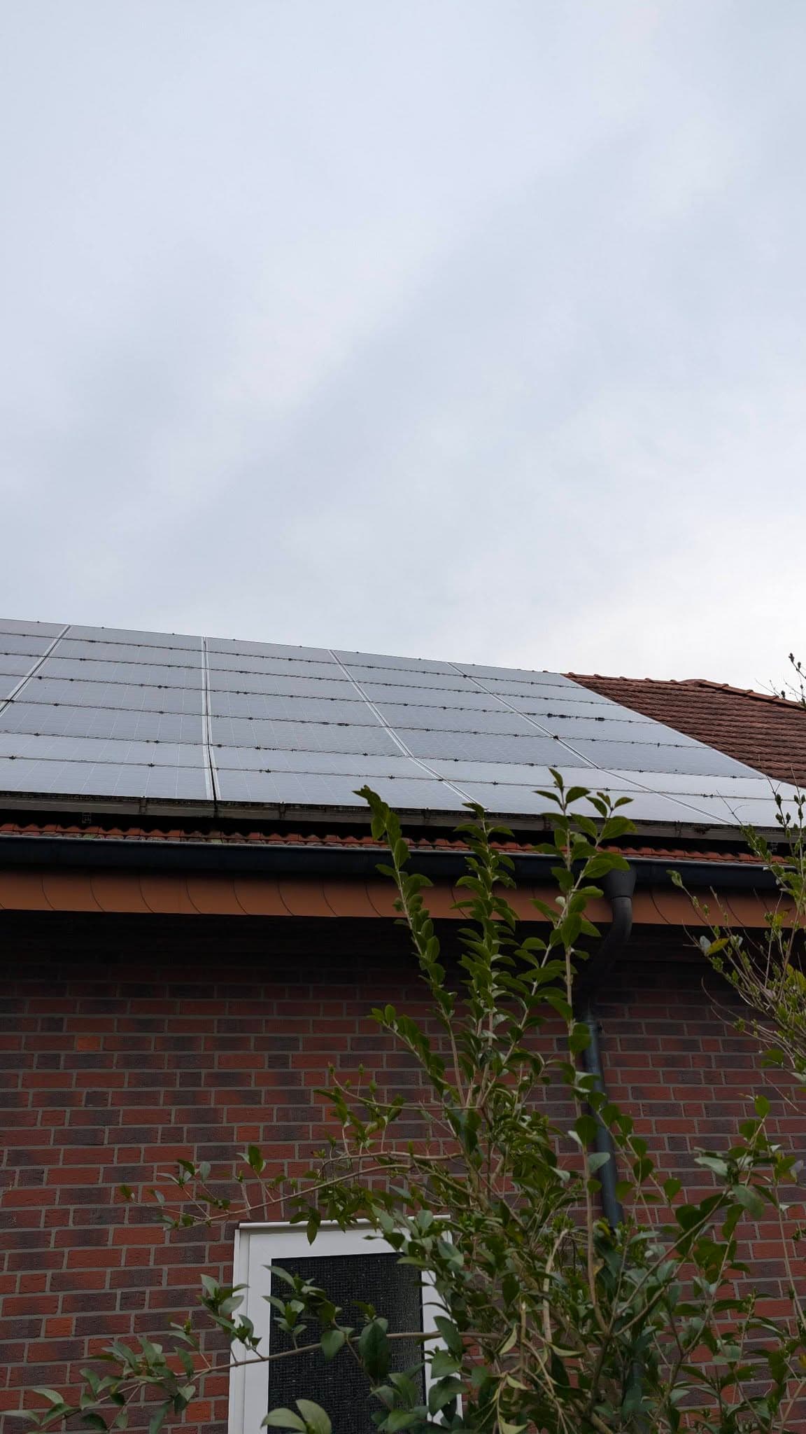 Wie Moos Ihren Modulen schadet