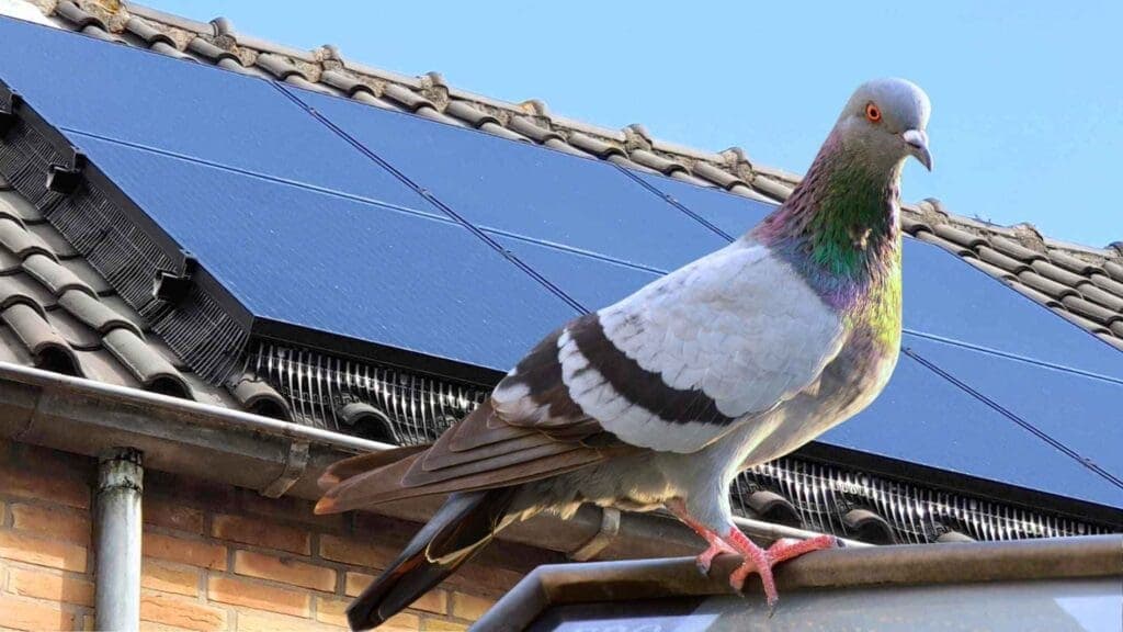Vogelkot von Solaranlage entfernen – Rheine & Münsterland